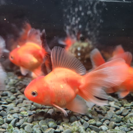 国産　ローズテールオランダ7㎝±