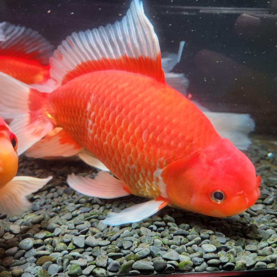 6aaca46fdc523c543f66be2c