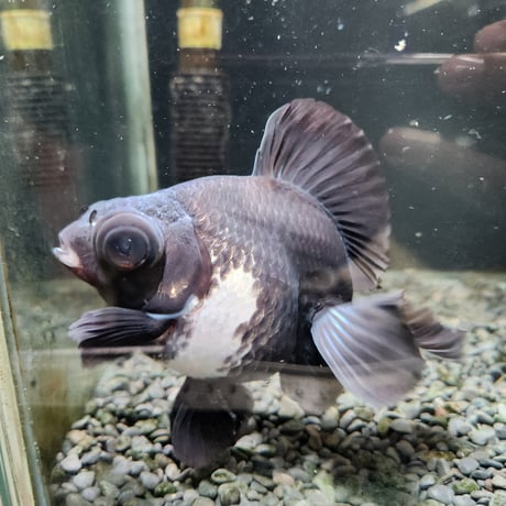 中国産　パンダ蝶尾15㎝±【飼い込み個体】