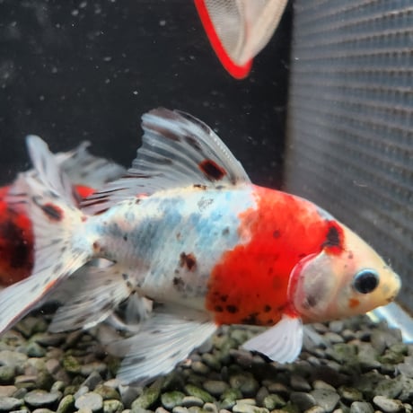 国産　オーロラ16㎝±（志村養魚場産）