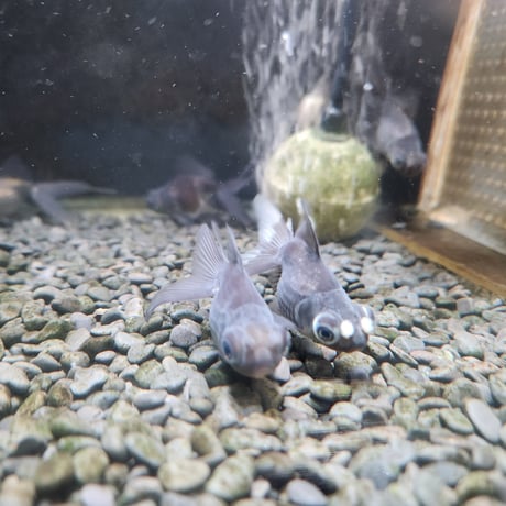 国産　花房青出目金5㎝±