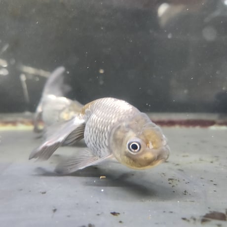国産　青秋錦11㎝±（深見養魚場産）