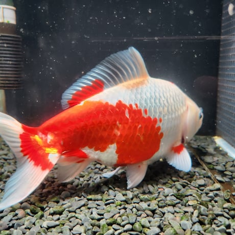 国産　ミロク和金25㎝±（良福観賞魚産）