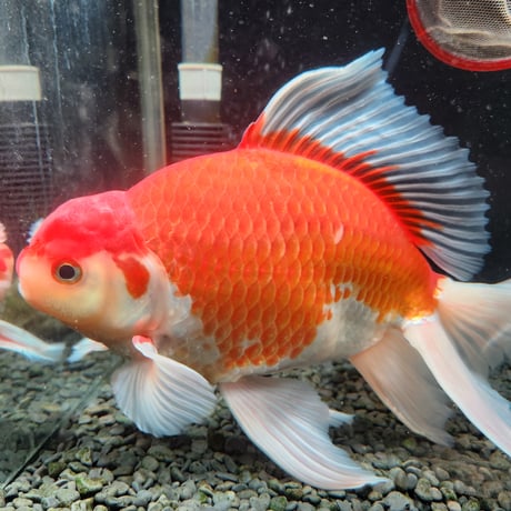 国産　上物ジャンボ獅子頭29㎝±