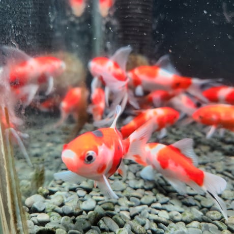 国産　桜コメット9㎝±（長尾養魚場産）