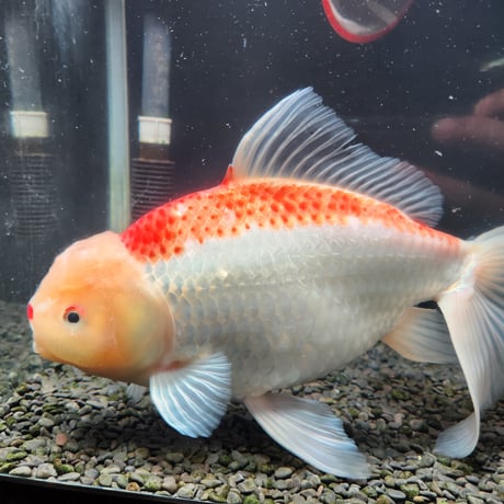 国産　上物ジャンボ獅子頭31㎝±