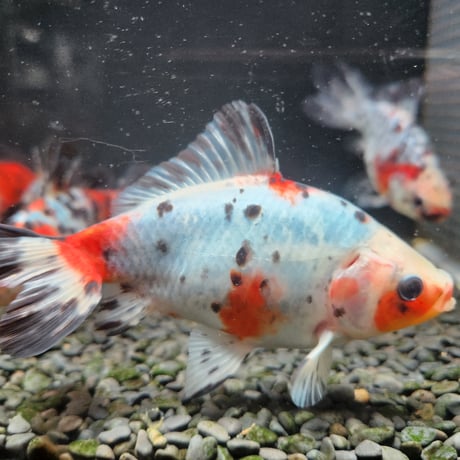 国産　キャリコ和金15㎝±（志村養魚場産）