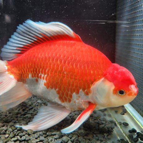 国産　上物ジャンボ獅子頭29㎝±