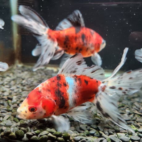 国産　オーロラ16㎝±（志村養魚場産）