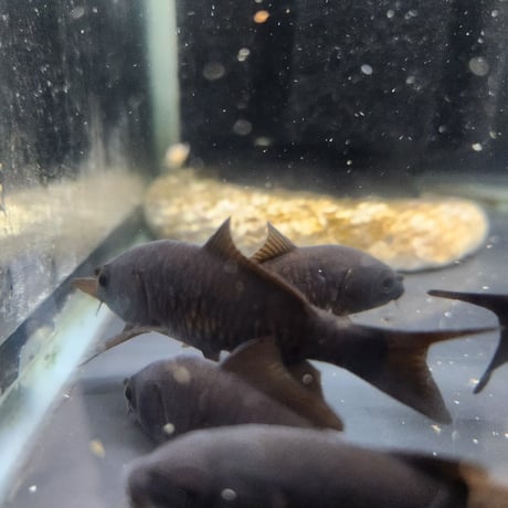 国産　ブラックコメット8㎝±（良福観賞魚産）