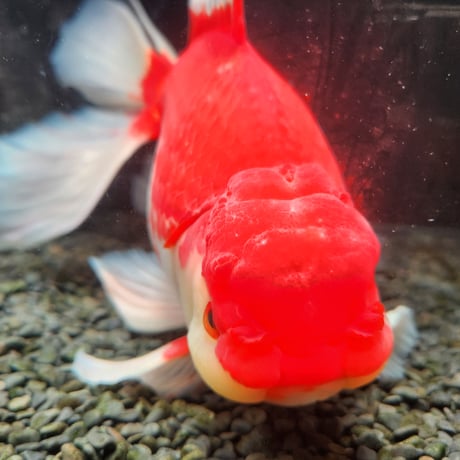 国産　上物ジャンボ獅子頭31㎝±