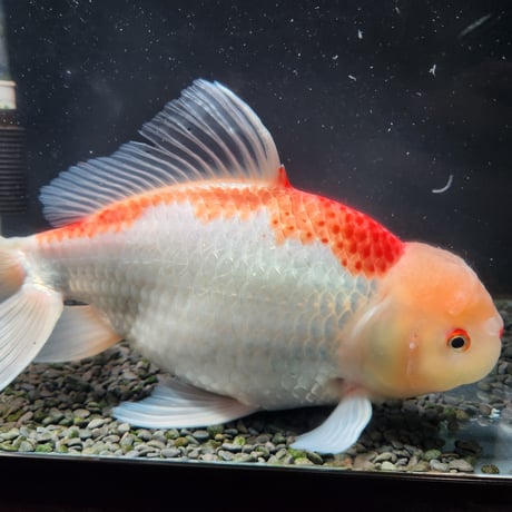 国産　上物ジャンボ獅子頭31㎝±