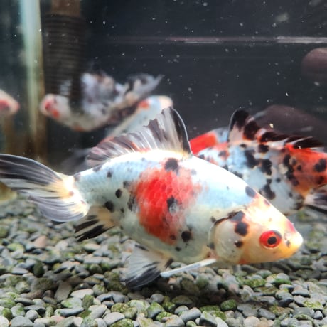 国産　キャリコ和金15㎝±（志村養魚場産）