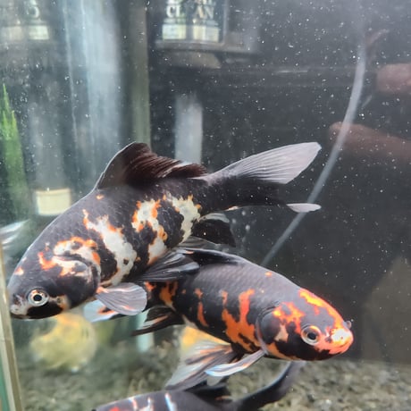 国産　上物墨朱文金15㎝±（長尾養魚場産）