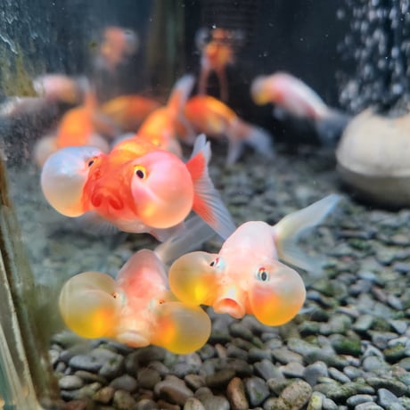 中国産　水泡眼8㎝±