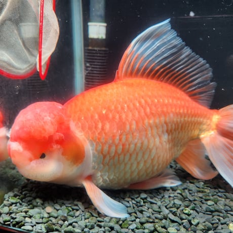 国産　上物ジャンボ獅子頭34㎝±