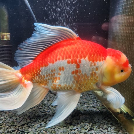 国産　上物ジャンボ獅子頭32㎝±