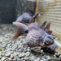 中国産　黒竜9㎝±