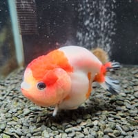 国産　スモールテール江戸錦12㎝±（愛好家産）