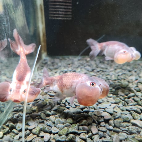 国産　パンダ水泡眼8㎝±