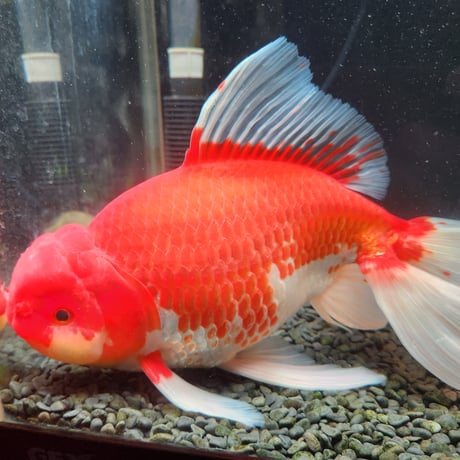 国産　上物ジャンボ獅子頭31㎝±
