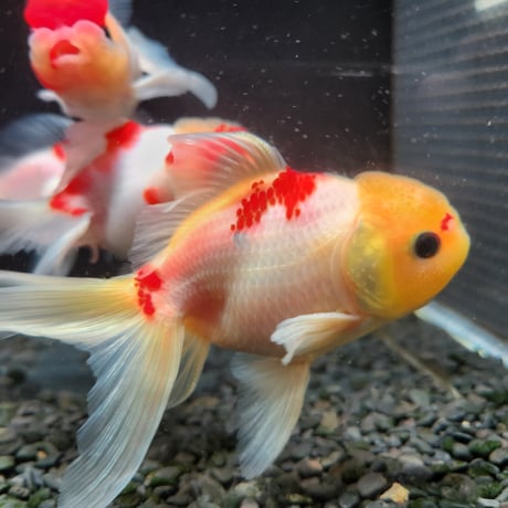 国産　桜東錦11㎝±（志村養魚場産）