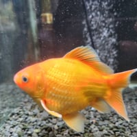 国産　玉黄金14㎝±（当店飼い込み個体）