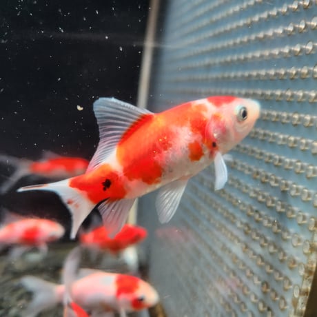 国産　桜コメット9㎝±（長尾養魚場産）