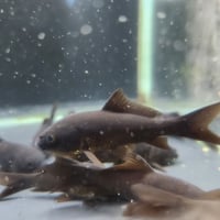 国産　ブラックコメット8㎝±（良福観賞魚産）