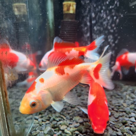 国産　ミロク和金9～13㎝±（良福観賞魚産）