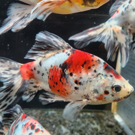 国産　オーロラ18㎝±（志村養魚場産）