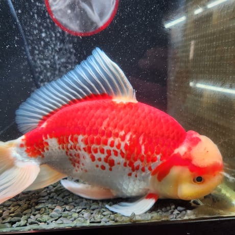 国産　上物ジャンボ獅子頭31㎝±