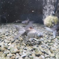 国産　花房青出目金5㎝±