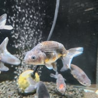 国産　墨江戸錦8㎝±（志村養魚場産）