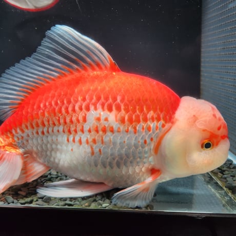 国産　上物ジャンボ獅子頭31㎝±