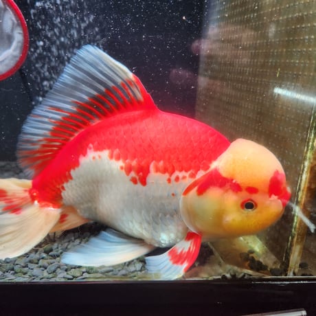 国産　上物ジャンボ獅子頭33㎝±