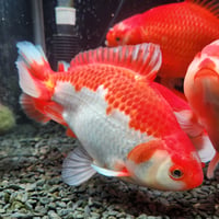 国産　上物ジャンボ獅子頭20～24㎝±【二歳】