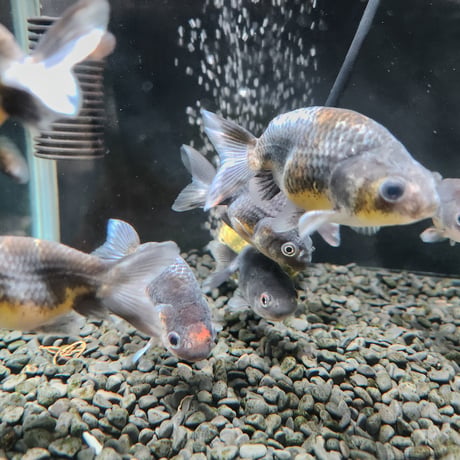 国産　墨江戸錦8㎝±（志村養魚場産）