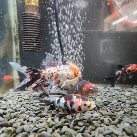 国産　墨朱文金9㎝±（長尾養魚場産）