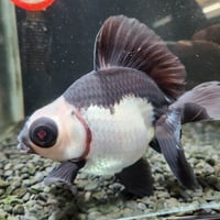 中国産　パンダ蝶尾15㎝±【飼い込み個体】