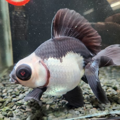 中国産　パンダ蝶尾15㎝±【飼い込み個体】