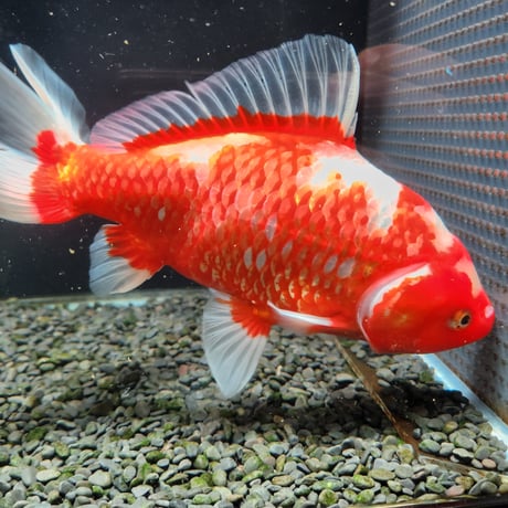 国産　ミロク和金24㎝±（良福観賞魚産）