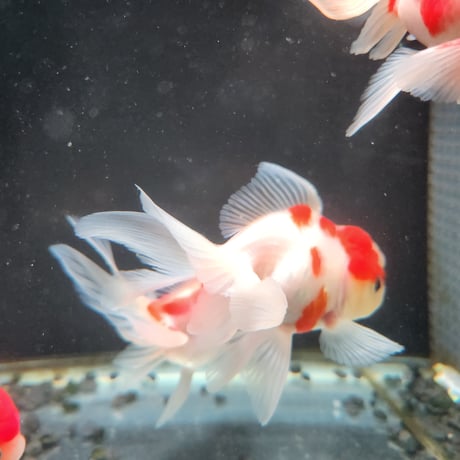 国産　桜東錦11㎝±（志村養魚場産）