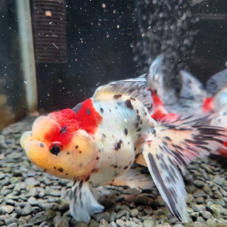 国産　上物東錦15㎝±（志村養魚場産）