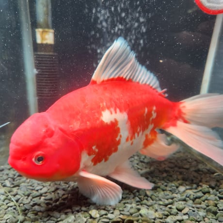 国産　モザイク鱗ジャンボ獅子頭29㎝±