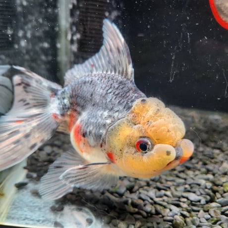 国産　上物五色東錦15㎝±（志村養魚場産）