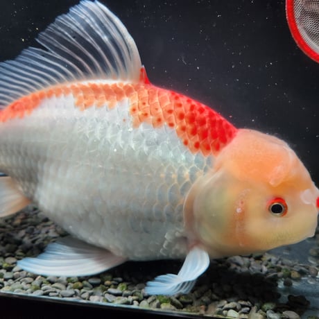 国産　上物ジャンボ獅子頭31㎝±
