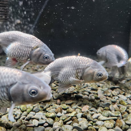 国産　青らんちゅう10㎝±（深見養魚場産）
