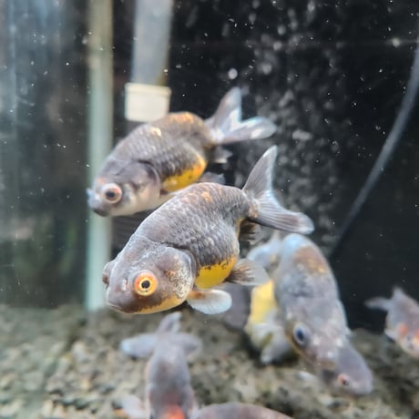 国産　墨江戸錦8㎝±（志村養魚場産）