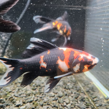 国産　上物墨朱文金15㎝±（長尾養魚場産）